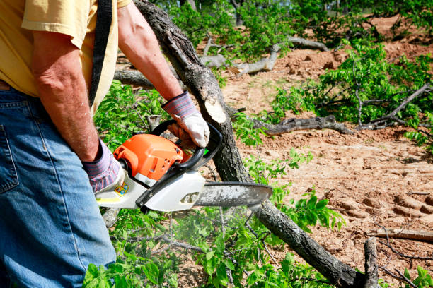 How Our Tree Care Process Works  in  Putnam Lake, NY