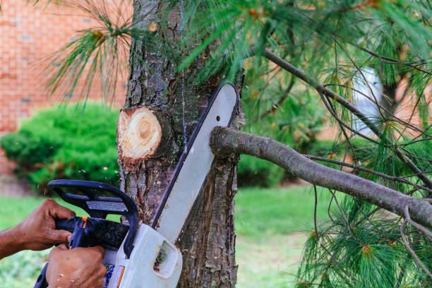 How Our Tree Care Process Works  in  Putnam Lake, NY